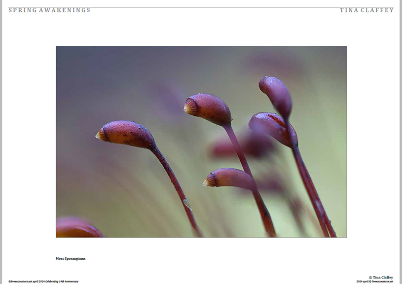 09 Claffey LE Mag April 2024