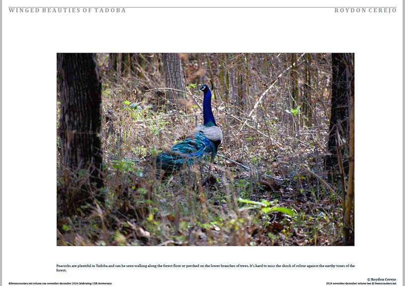 Cerejo 01 LE Mag Volume One Nov-Dec 2024