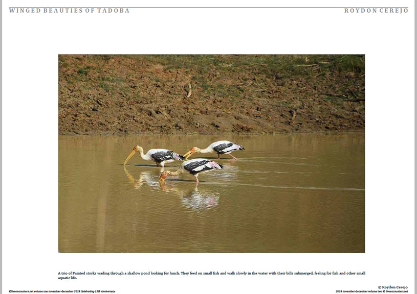 Cerejo 02 LE Mag Volume One Nov-Dec 2024