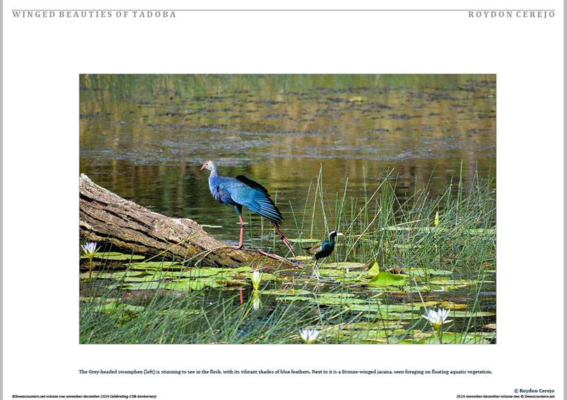 Cerejo 03 LE Mag Volume One Nov-Dec 2024