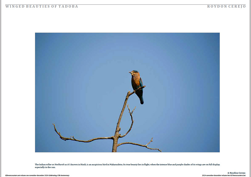 Cerejo 04 LE Mag Volume One Nov-Dec 2024