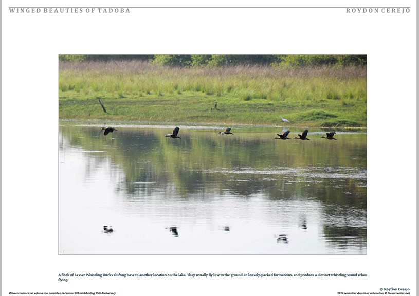 Cerejo 05 LE Mag Volume One Nov-Dec 2024