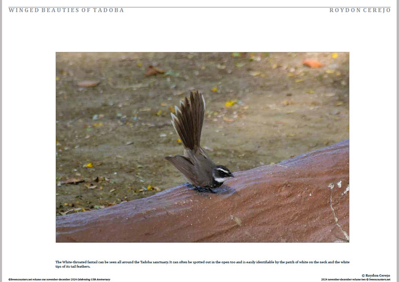 Cerejo 06 LE Mag Volume One Nov-Dec 2024