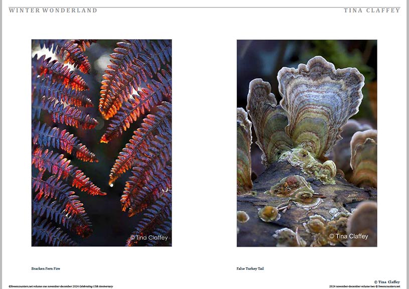 Claffey 01 LE Mag Volume One Nov-Dec 2024