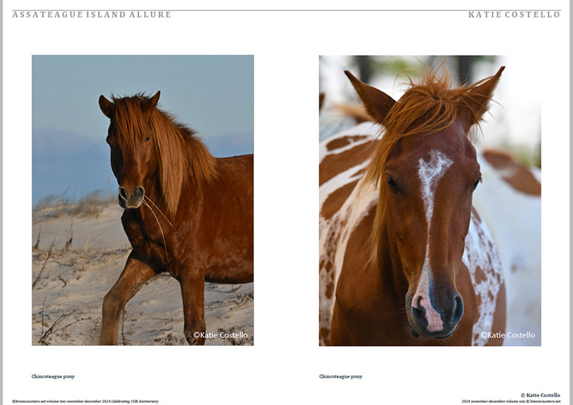 Costello 01 LE Mag Volume Two Nov-Dec 2024