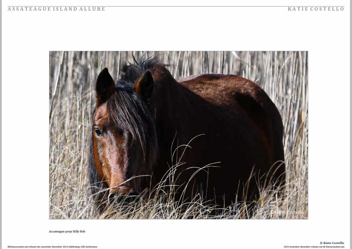 Costello 02 LE Mag Volume Two Nov-Dec 2024