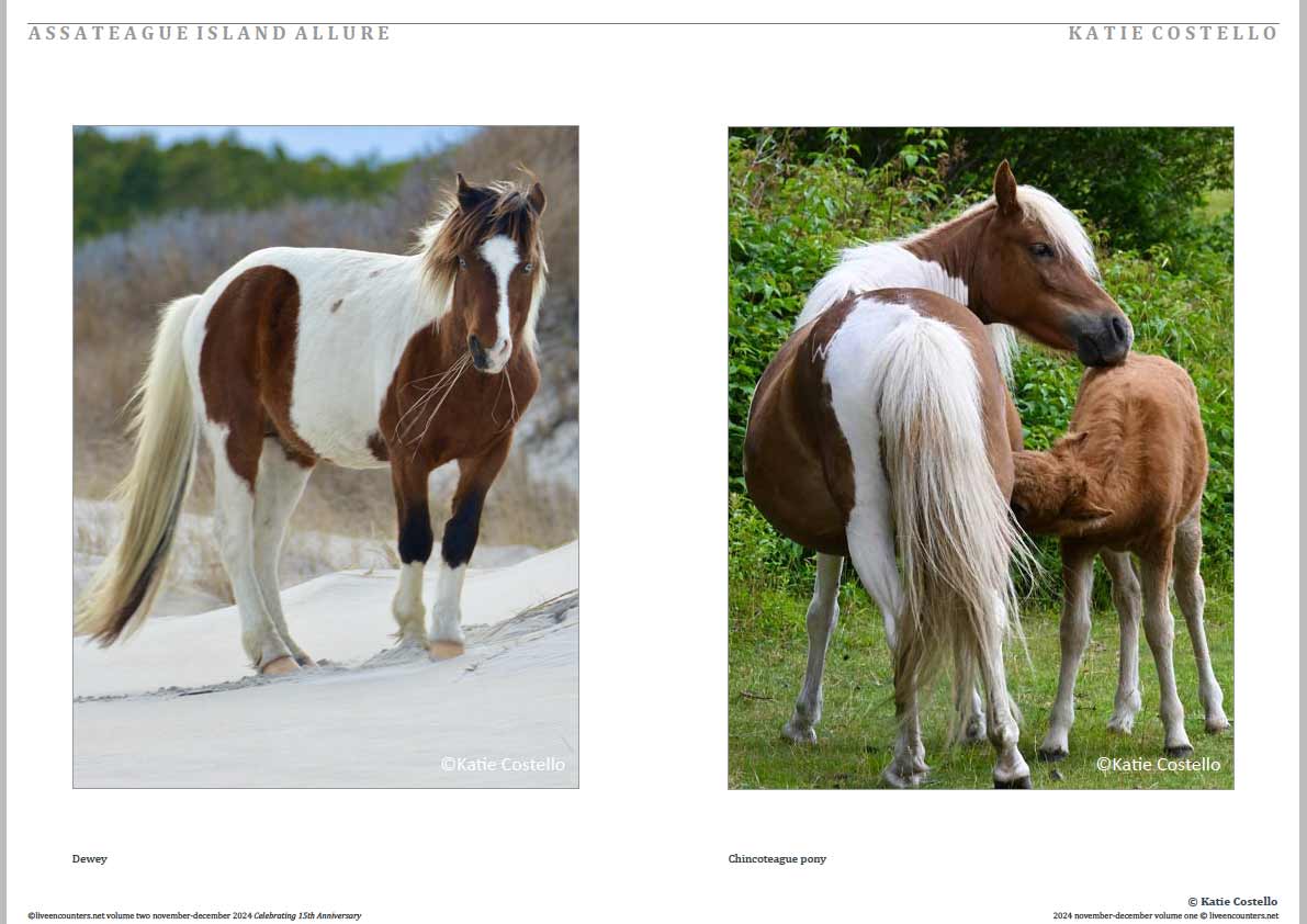 Costello 04 LE Mag Volume Two Nov-Dec 2024