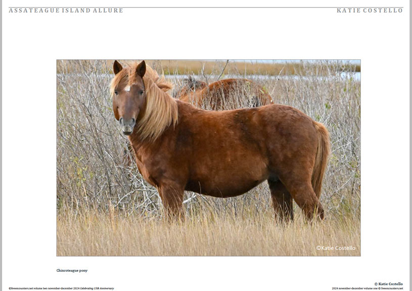 Costello 05 LE Mag Volume Two Nov-Dec 2024