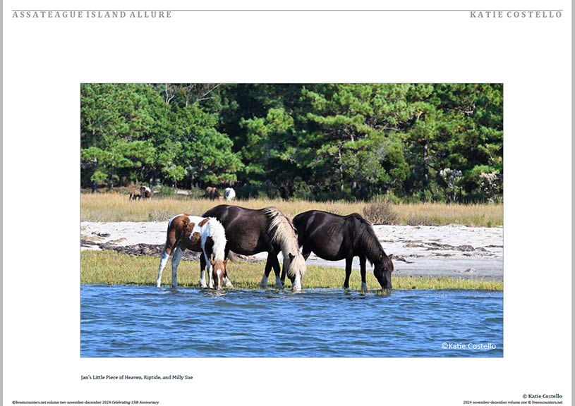 Costello 06 LE Mag Volume Two Nov-Dec 2024