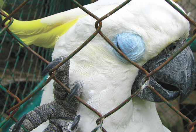 Parrot in Bali Photograph by Mark Ulyseas