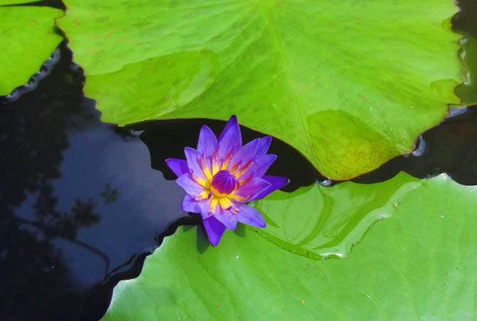 Photograph by Mark Ulyseas