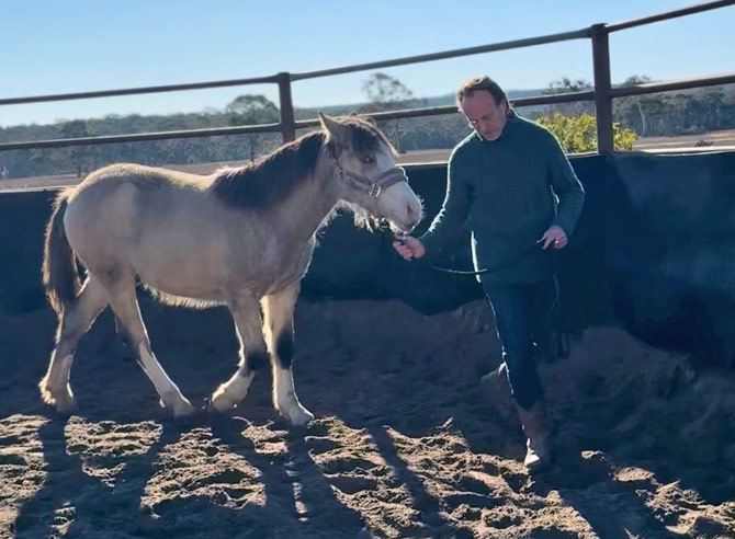 Mark Tredinnick training his foal, Alina. Photograph Jodie Tredinnick c_